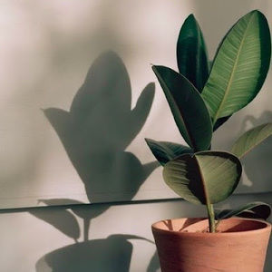 Meet your Posher, Amya